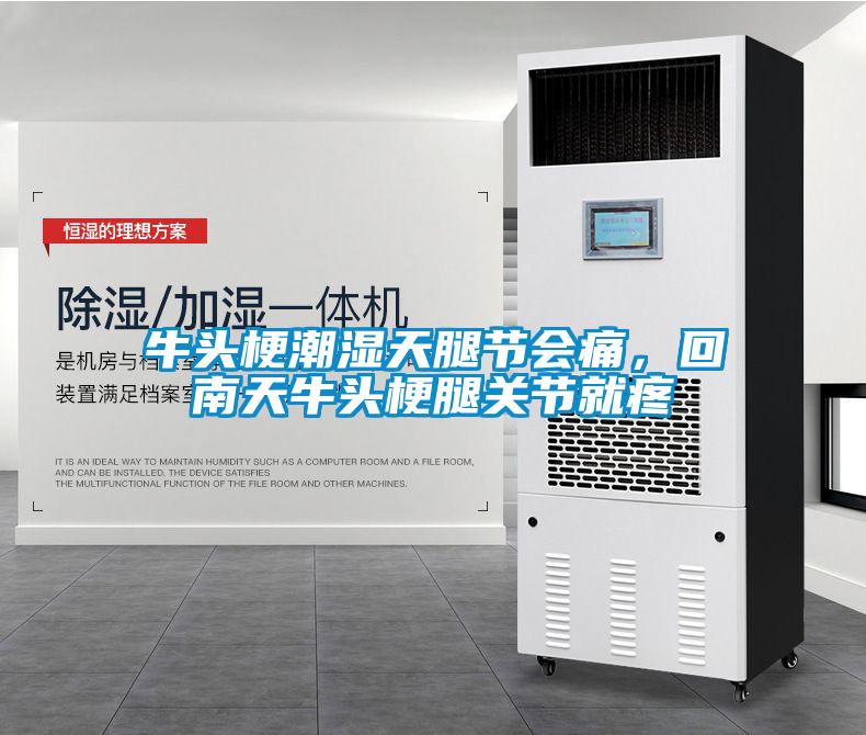 牛頭梗潮濕天腿節(jié)會痛，回南天牛頭梗腿關節(jié)就疼