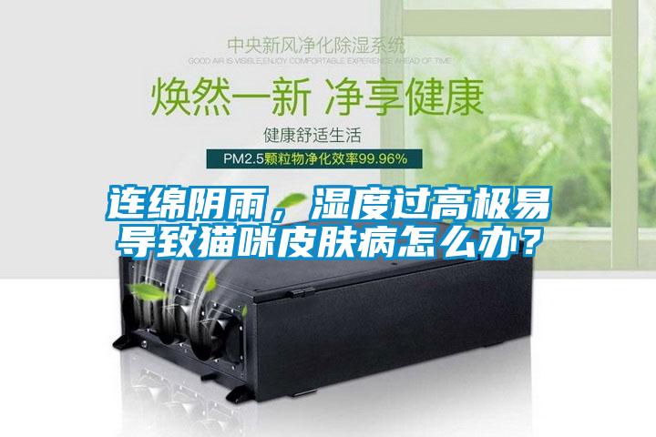連綿陰雨，濕度過高極易導致貓咪皮膚病怎么辦？